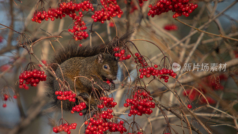 Écureuil noir， (sciurus carolinensis)，吃浆果的东部灰松鼠。